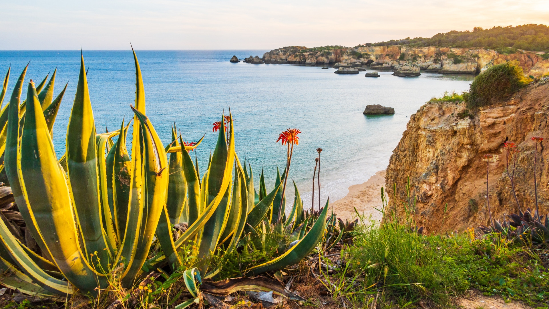 Agave e scogliere - costa dell’Algarve - Portogallo