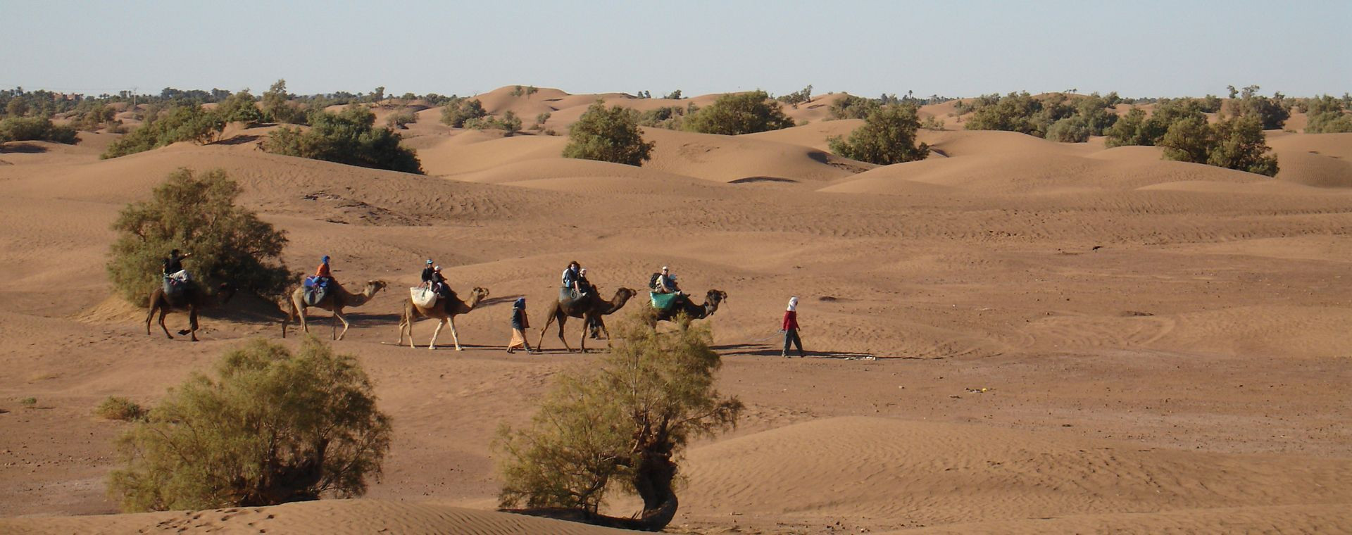 Carovana di dromedari tra le dune del deserto - Marocco