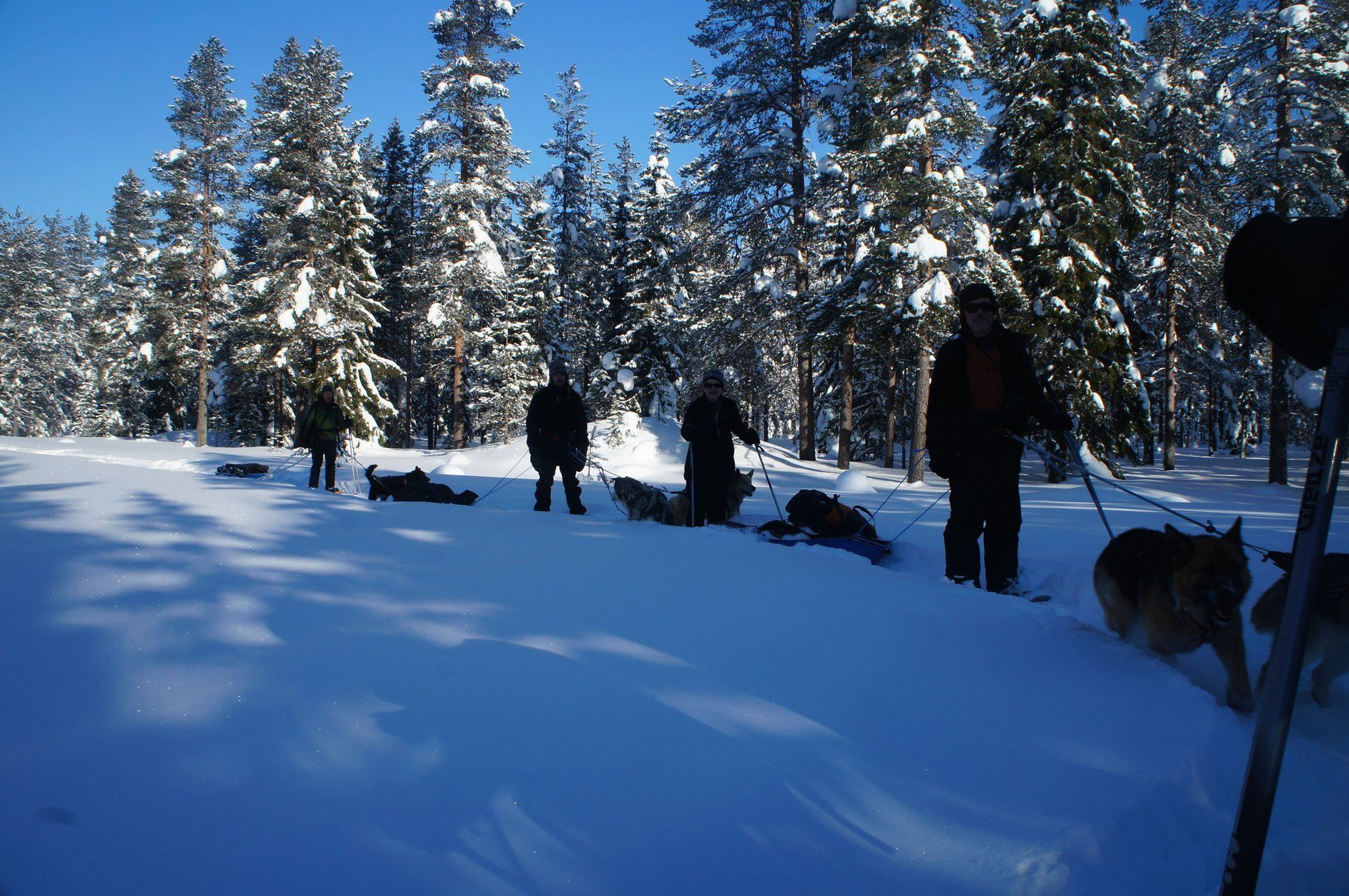 Escursione con i cani - Finlandia