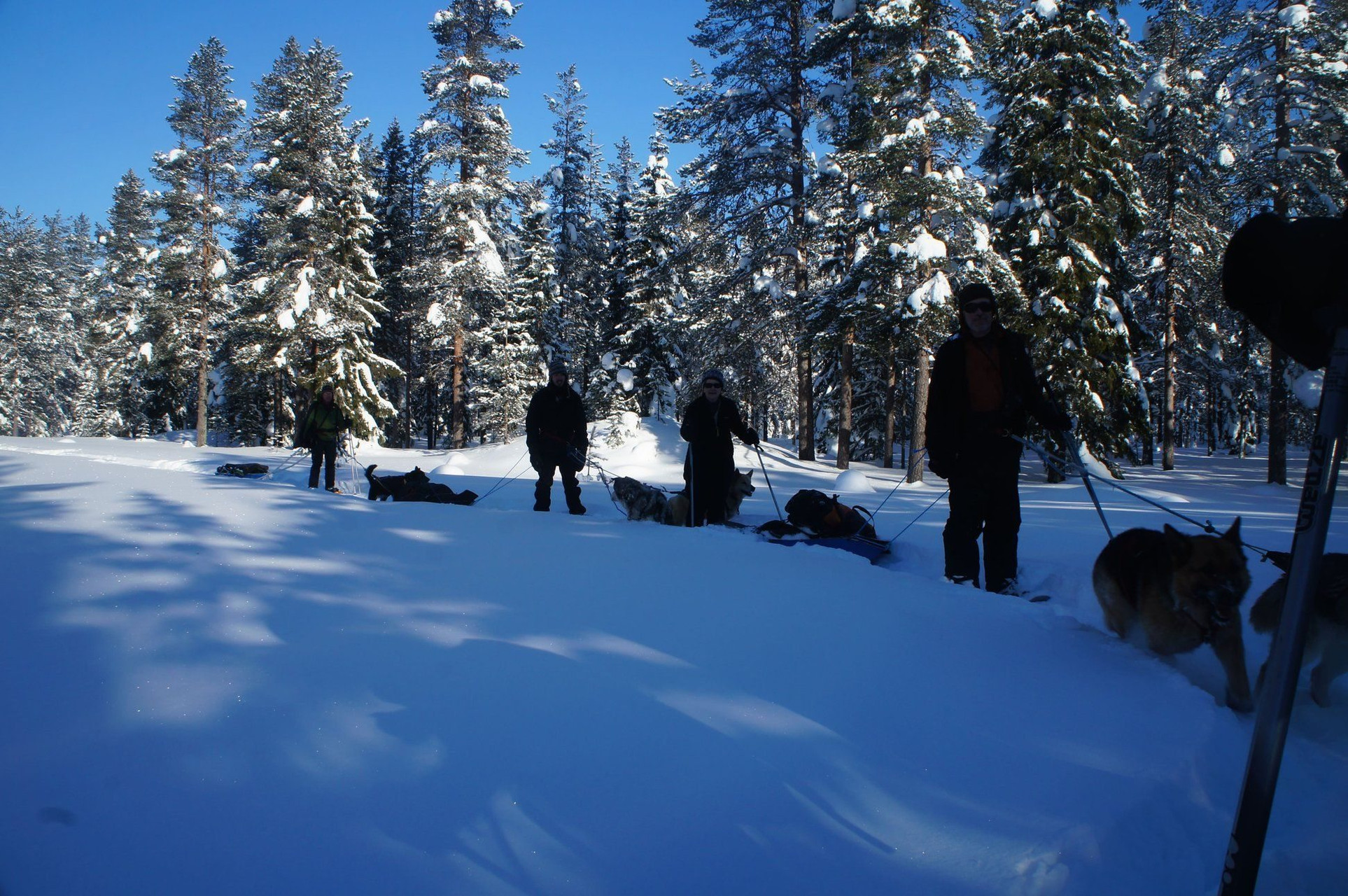 Escursione con cani da slitta nella foresta innevata - Lapponia - Finlandia