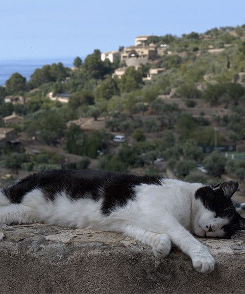Gatto addormentato su un muretto sopra un villaggio mediterraneo