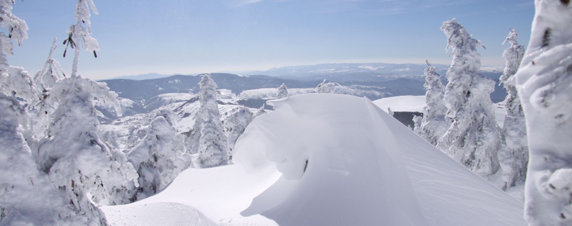 Abeti brinati e neve sulla cresta - Cévennes in inverno - Francia
