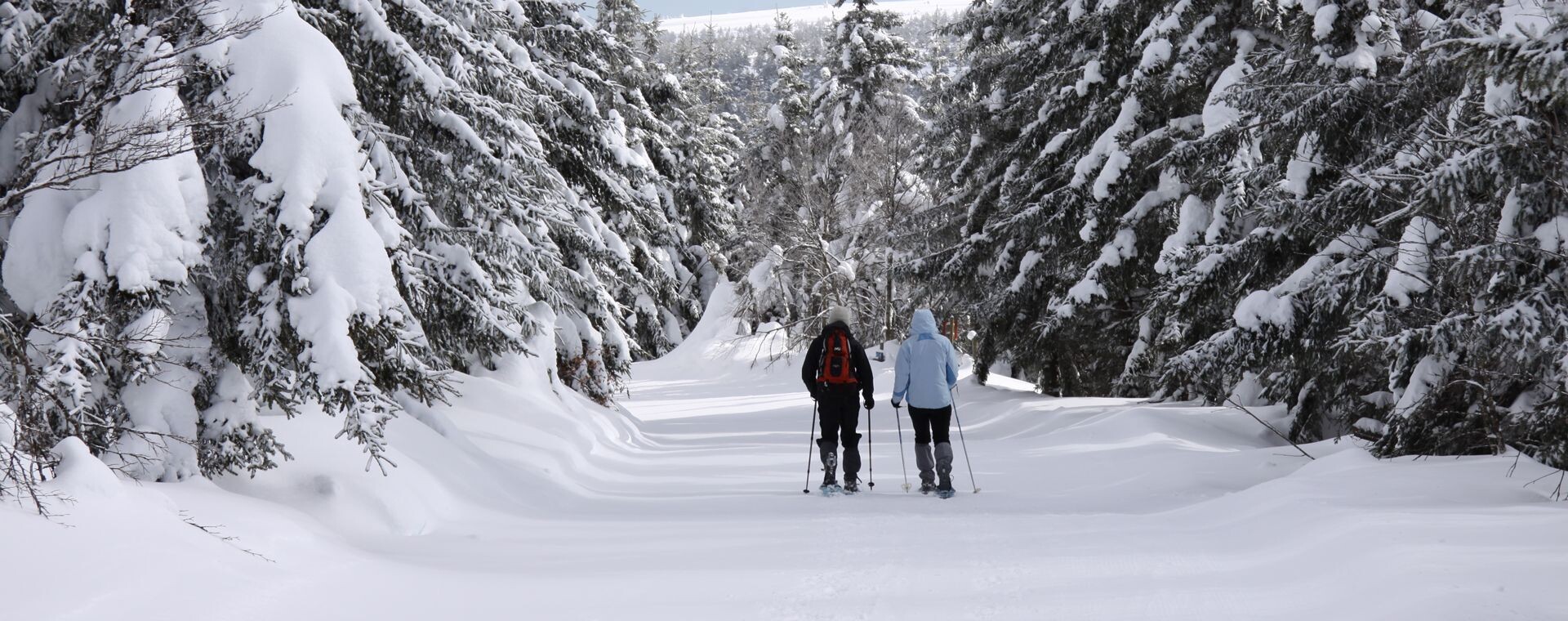 Ciaspolatori su un sentiero innevato nel bosco - Cévennes - Francia