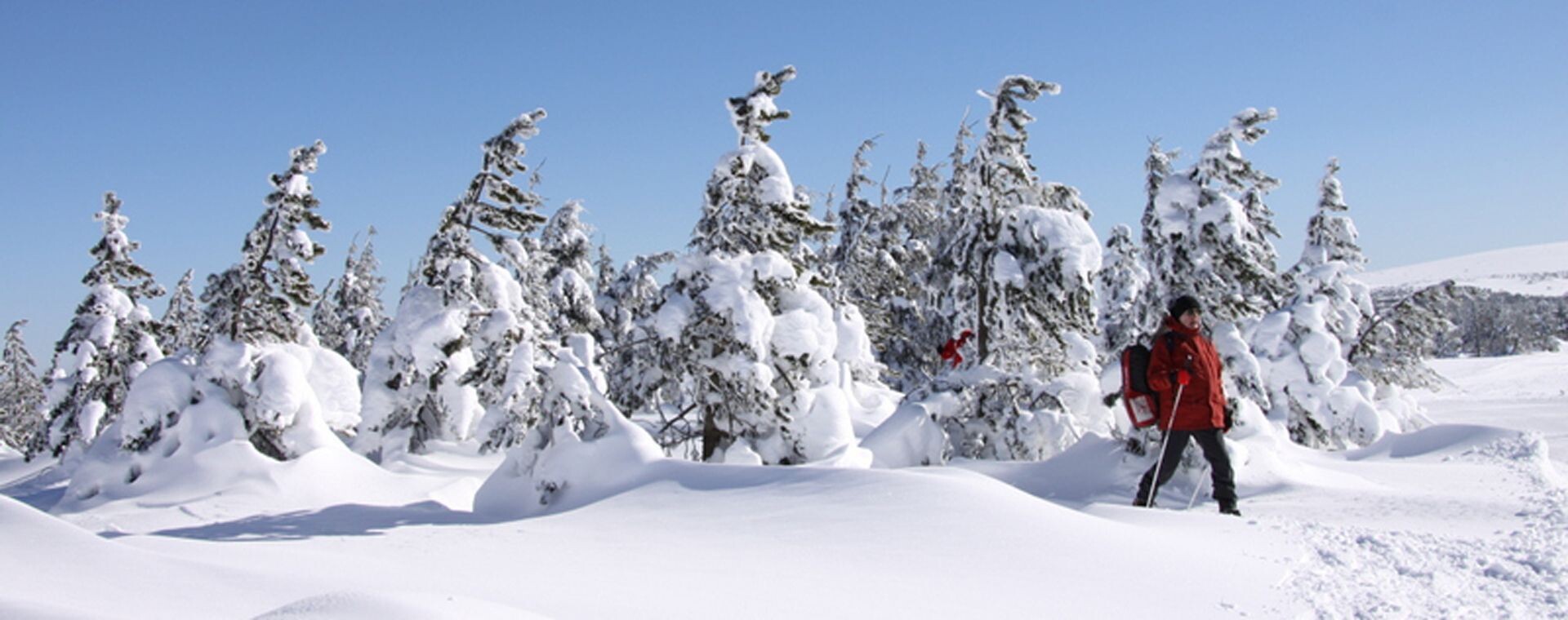 Escursionista con le ciaspole tra gli abeti innevati - Cévennes - Francia