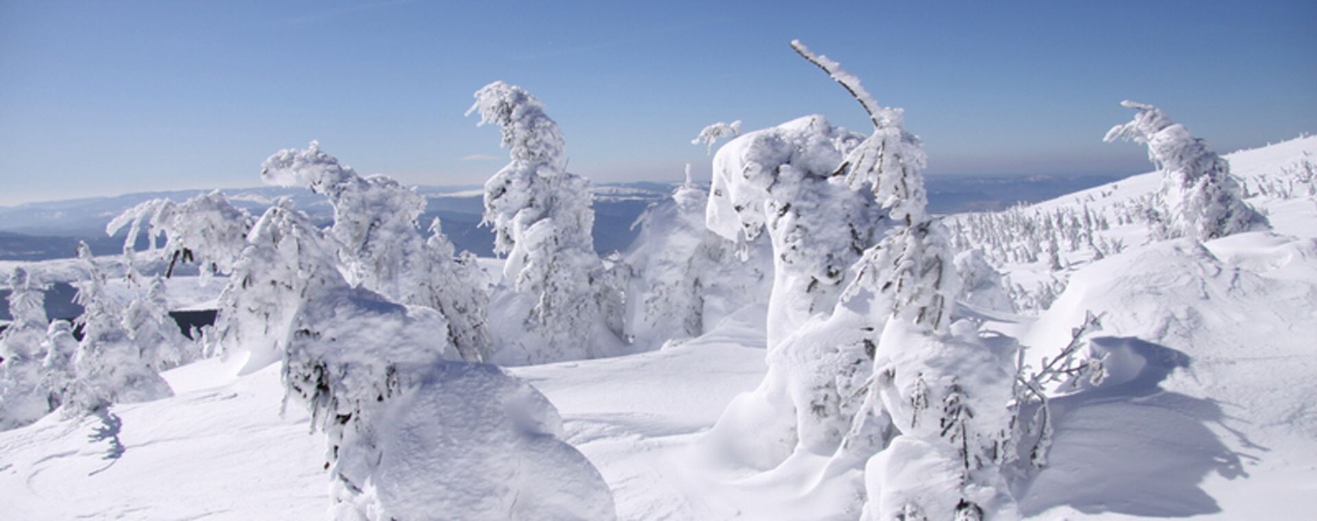 Alberi coperti di neve e brina in inverno - Cévennes - Francia