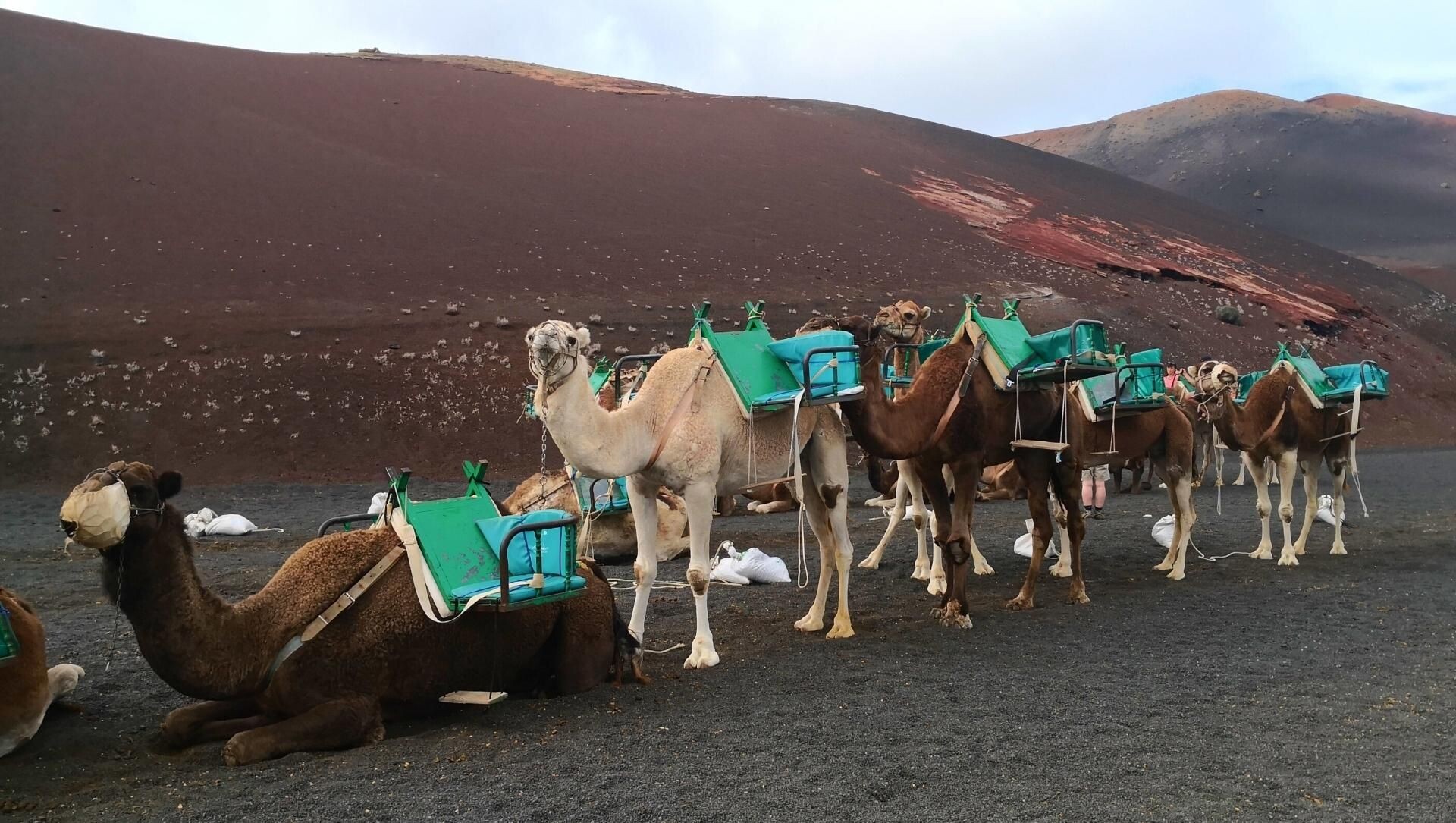 © David Praire Carovana di dromedari su terreno vulcanico - Lanzarote - Canarie