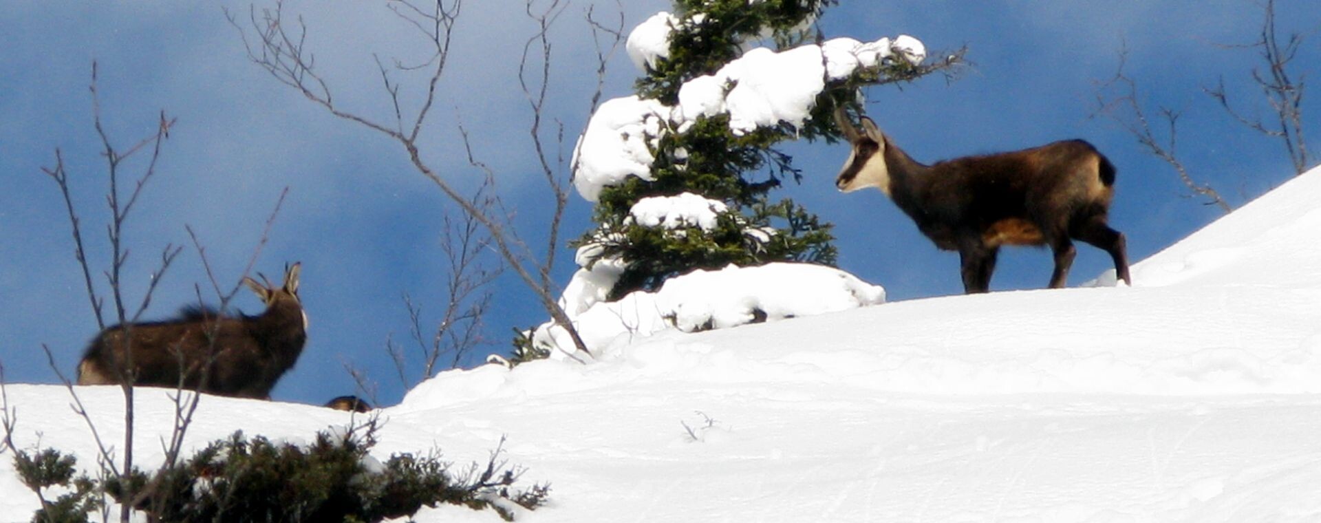 Camoscio nella neve - Vercors - Francia