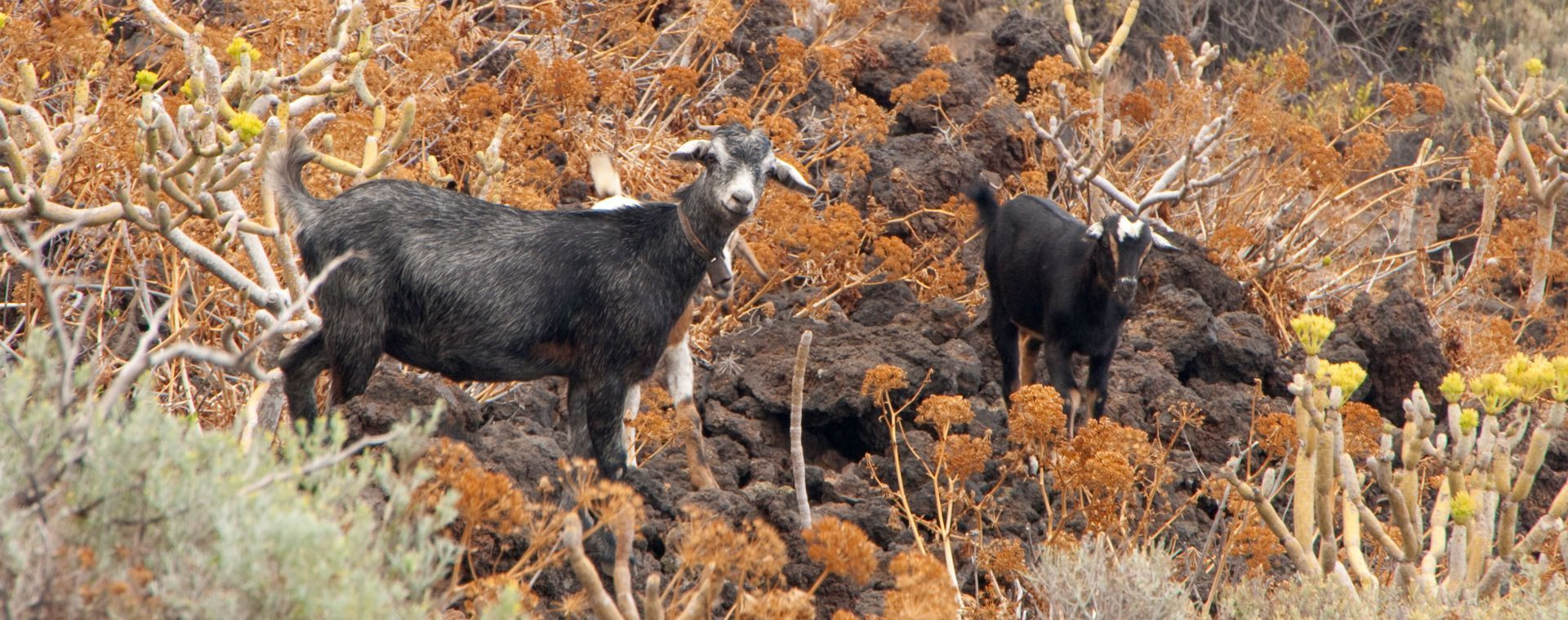 Capre su terreno vulcanico - El Hierro - Canarie - Spagna