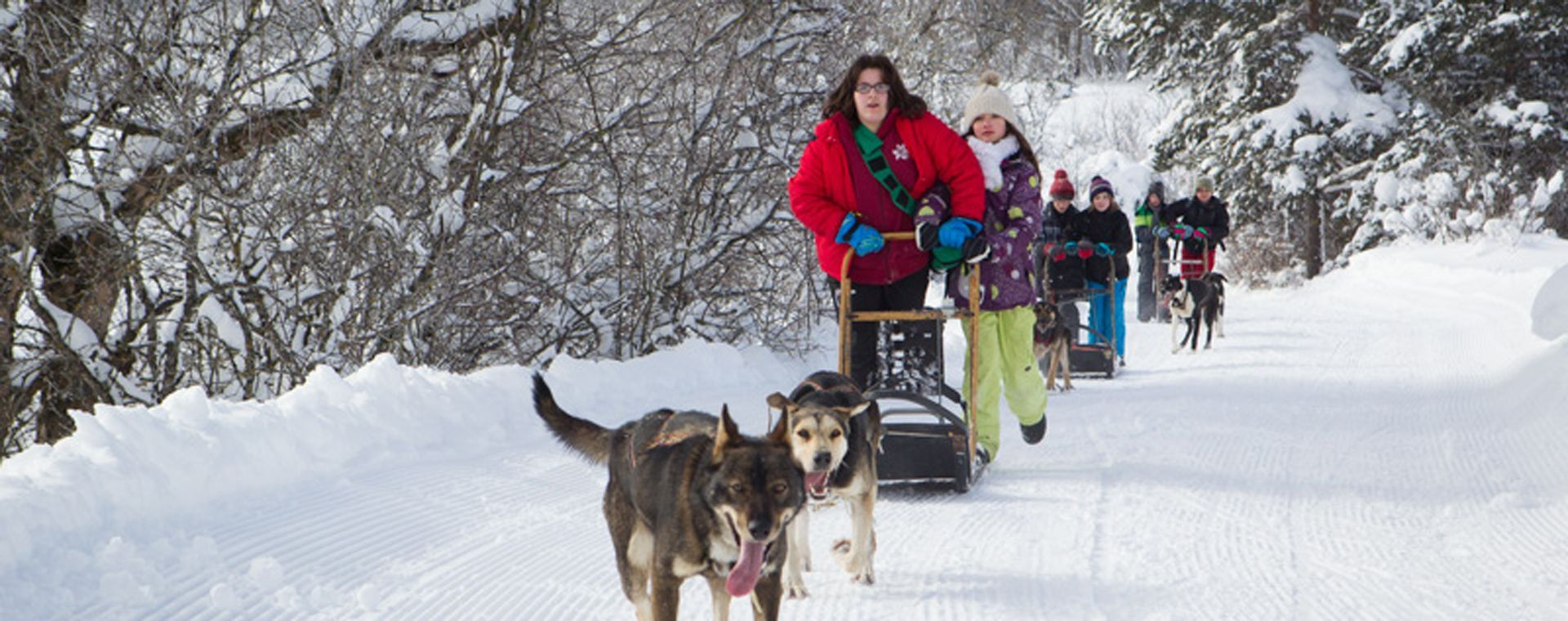 Slitte trainate da cani sulla neve - Parco naturale del Vercors - Francia