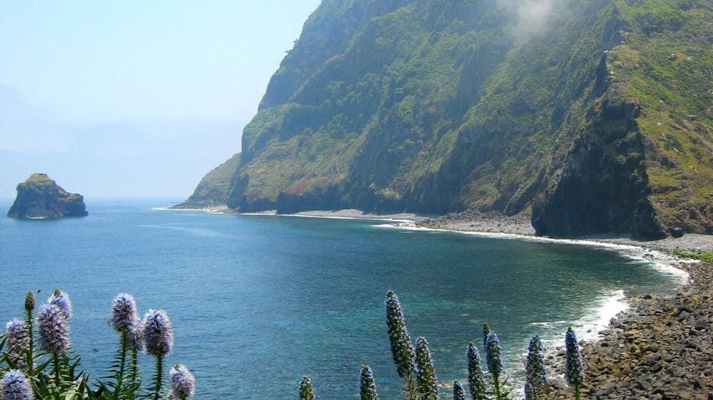 Costa vulcanica e vipérine in fiore - Madeira - Portogallo