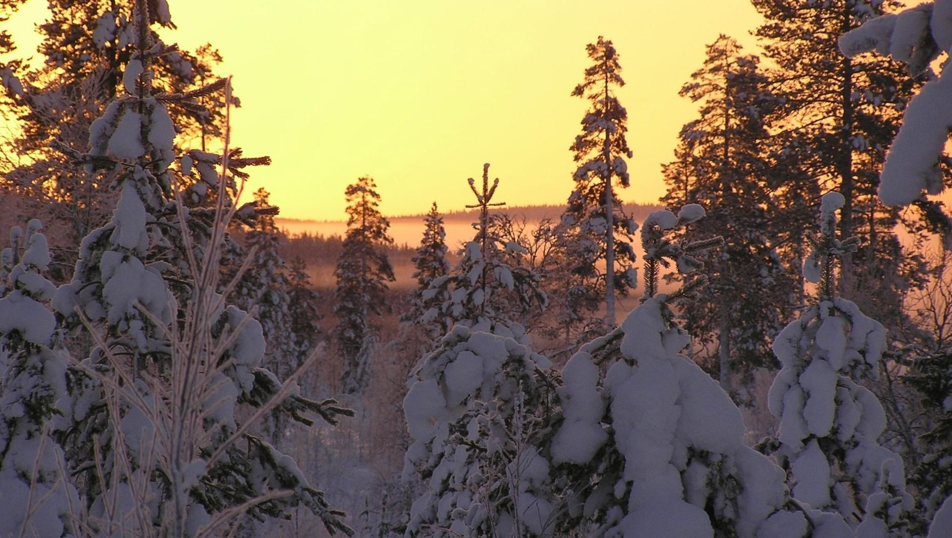 Tramonto dorato sulla taiga innevata - Lapponia - Finlandia
