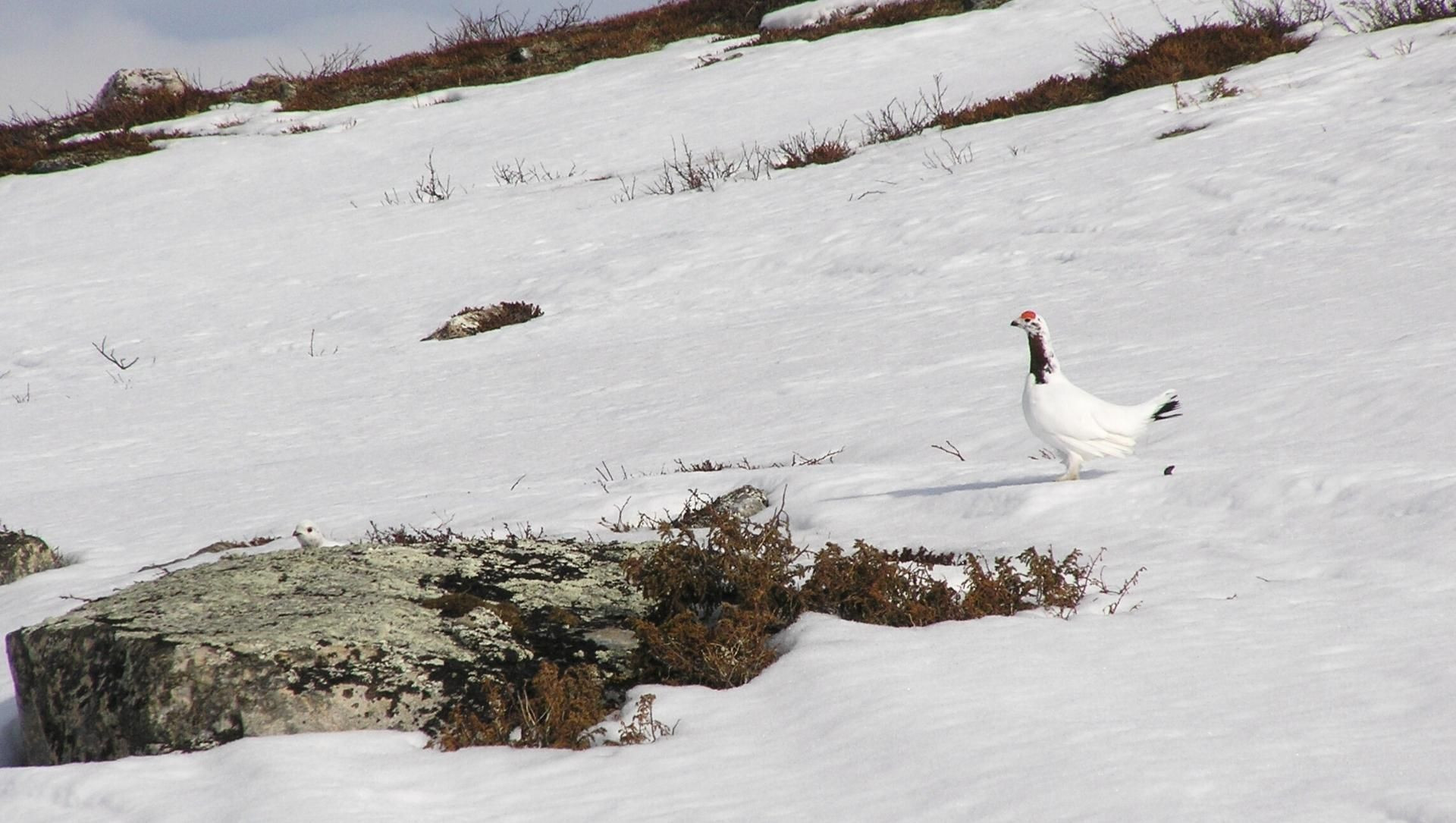 Pernice bianca nordica sulla neve - Lapponia - Finlandia