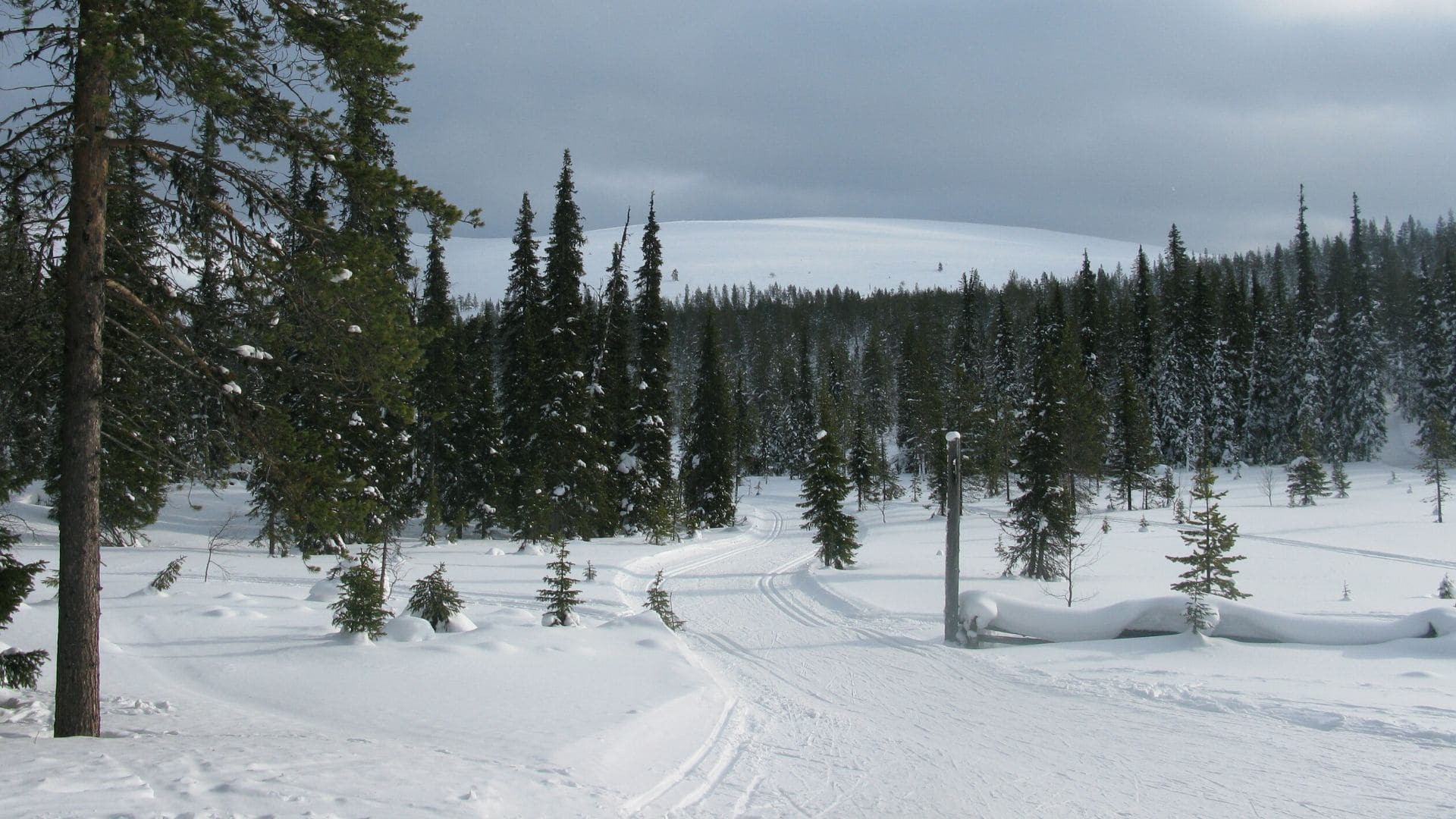 Pista da sci di fondo nella foresta boreale - Lapponia - Finlandia