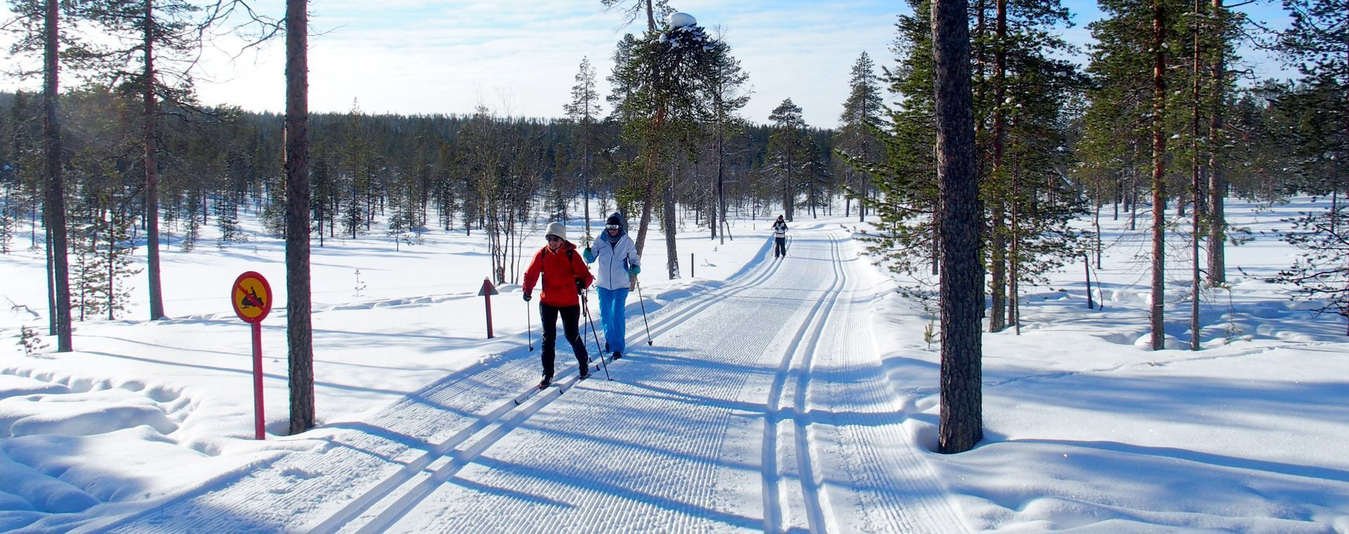 Piste da sci di fondo nella pineta - Lapponia - Finlandia