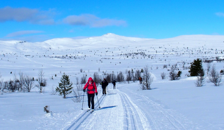Sciatrice di fondo sull’altopiano innevato di Venabu - Norvegia