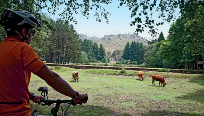 Ciclista e mucche - Parco nazionale di Peneda-Gerês - Portogallo