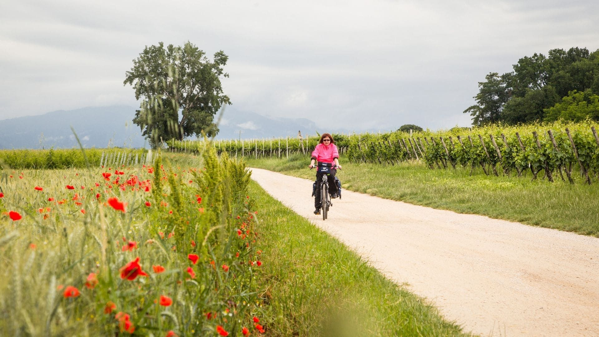 Ciclista su un sentiero tra vigneti e papaveri - Alsazia - Francia