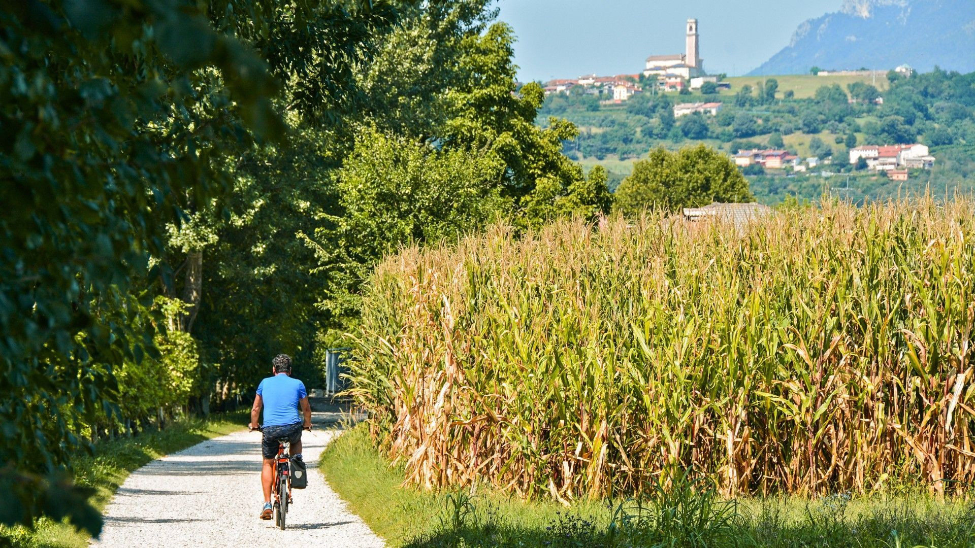 Cycliste longeant un champ de maïs face à un village perché - Vénétie - Italie