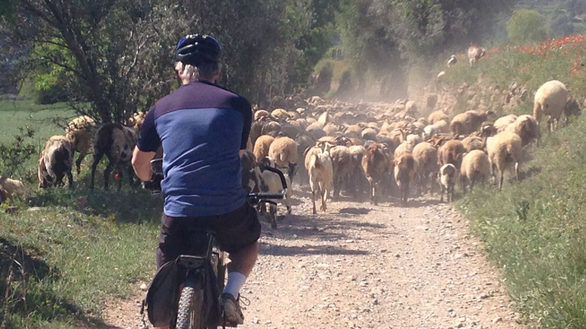 Ciclista incrocia un gregge di pecore - tra Vic e Barcellona - Spagna