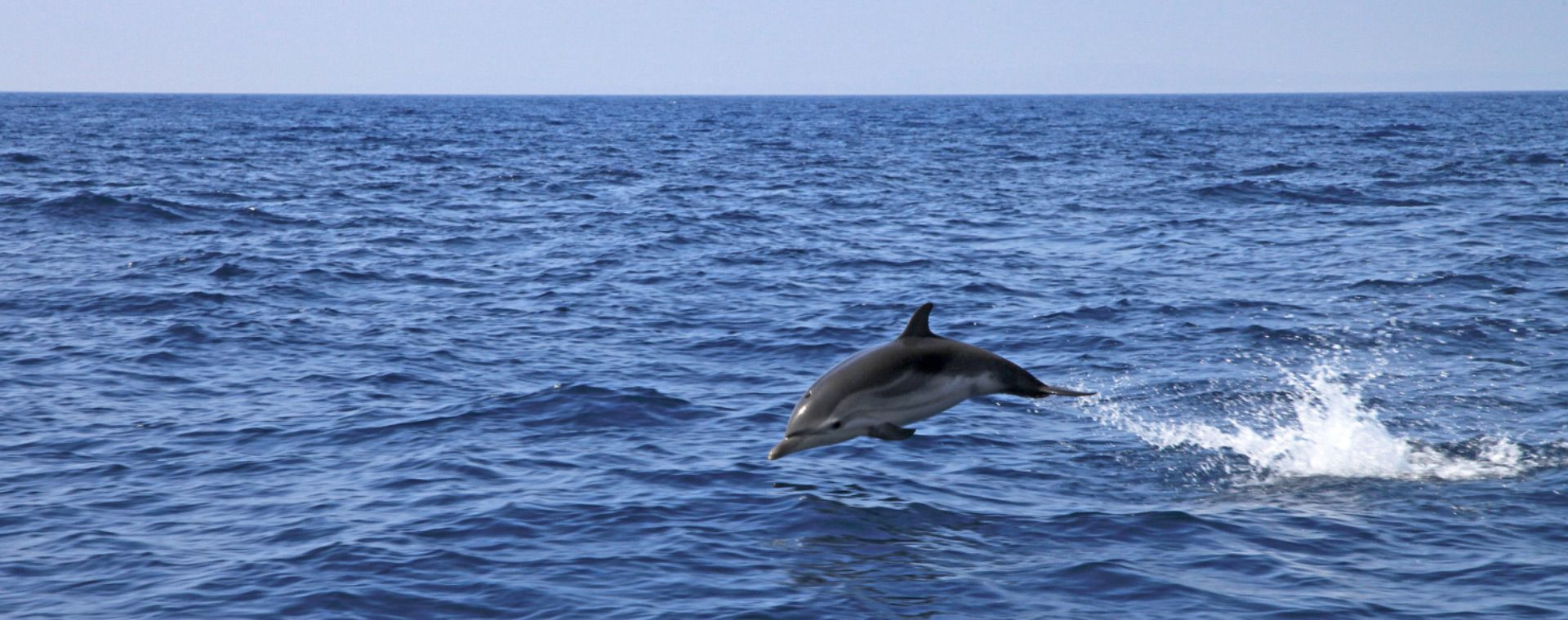 Delfino che salta nel Mar Mediterraneo - Hyères - Francia