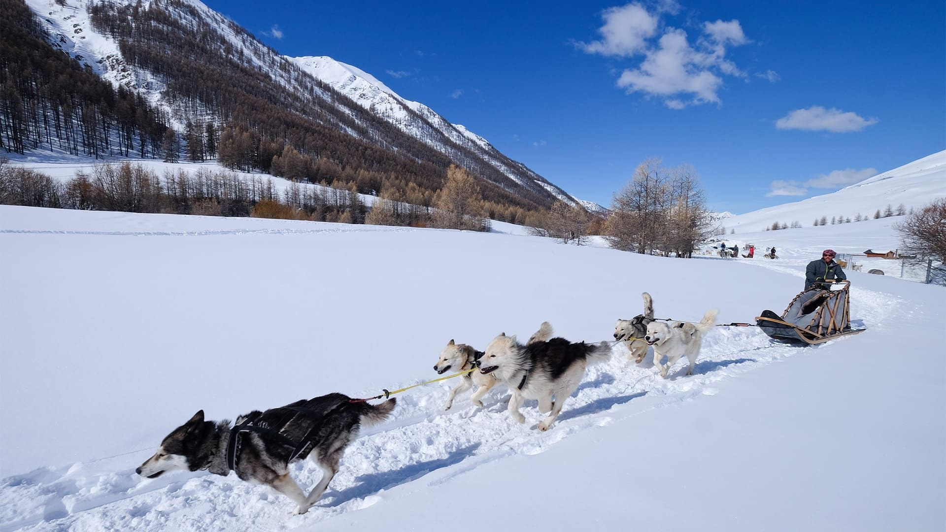 Escursione in slitta trainata da cani - Queyras - Francia