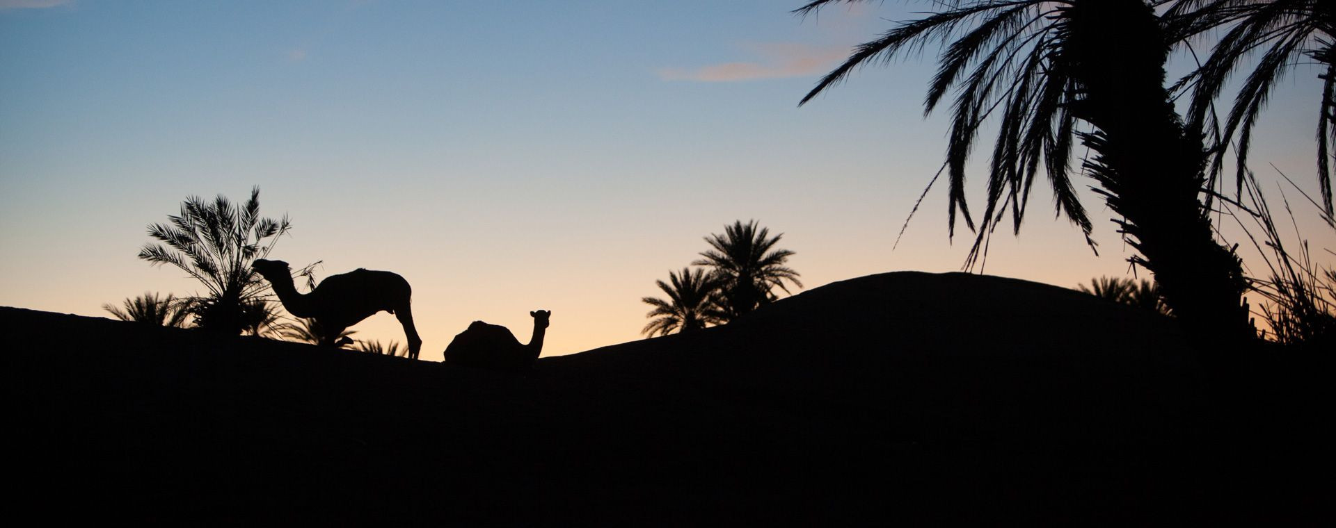Sagome di dromedari al crepuscolo - deserto marocchino - Marocco