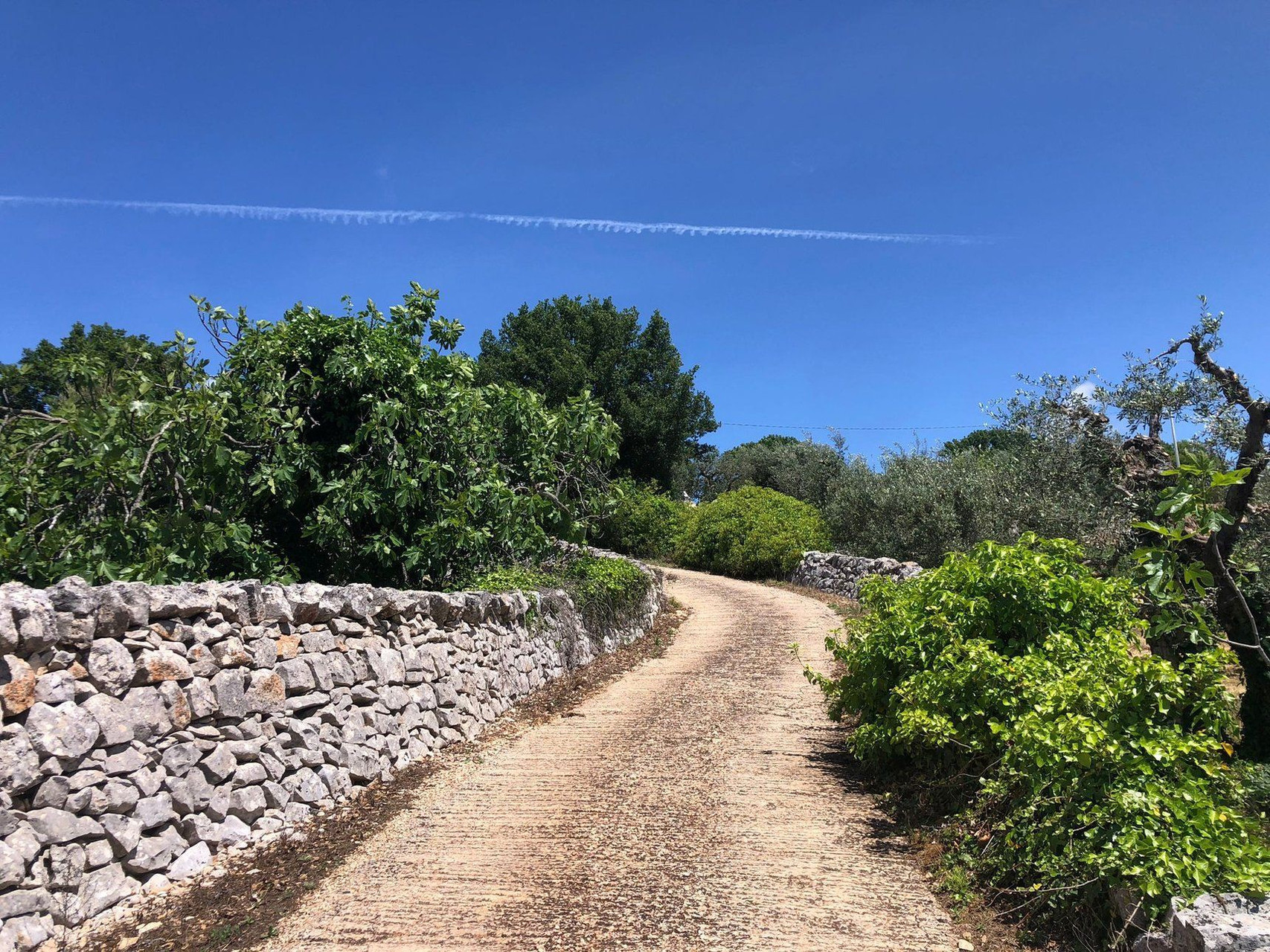 Chemin bordé d'un muret en pierres sèches - Cisternino - Pouilles - Italie