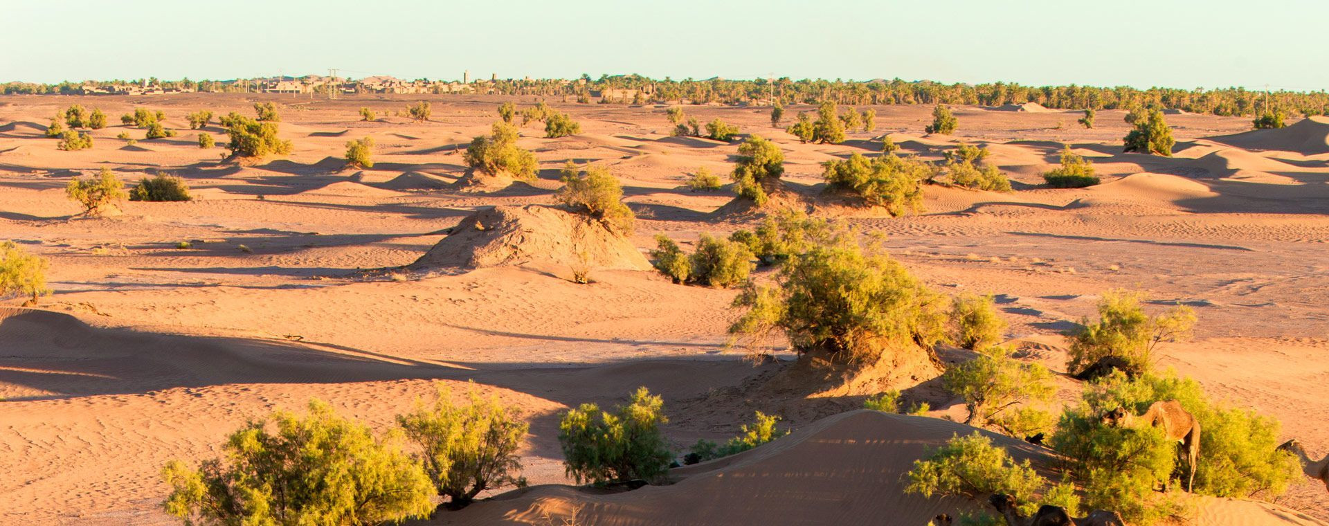 Dune e tamerici al tramonto - deserto del Marocco meridionale - Marocco