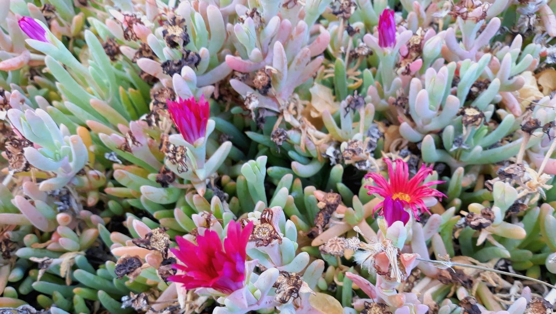 © Murielle Mondon Piante grasse in fiore sulla costa - Lanzarote - Canarie - Spagna