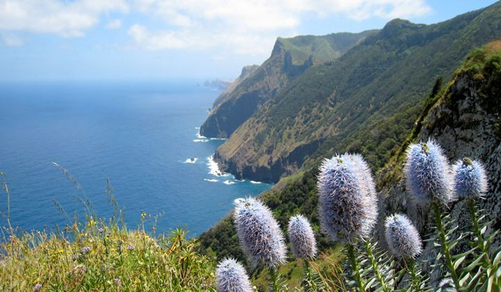 Fiori di Madeira