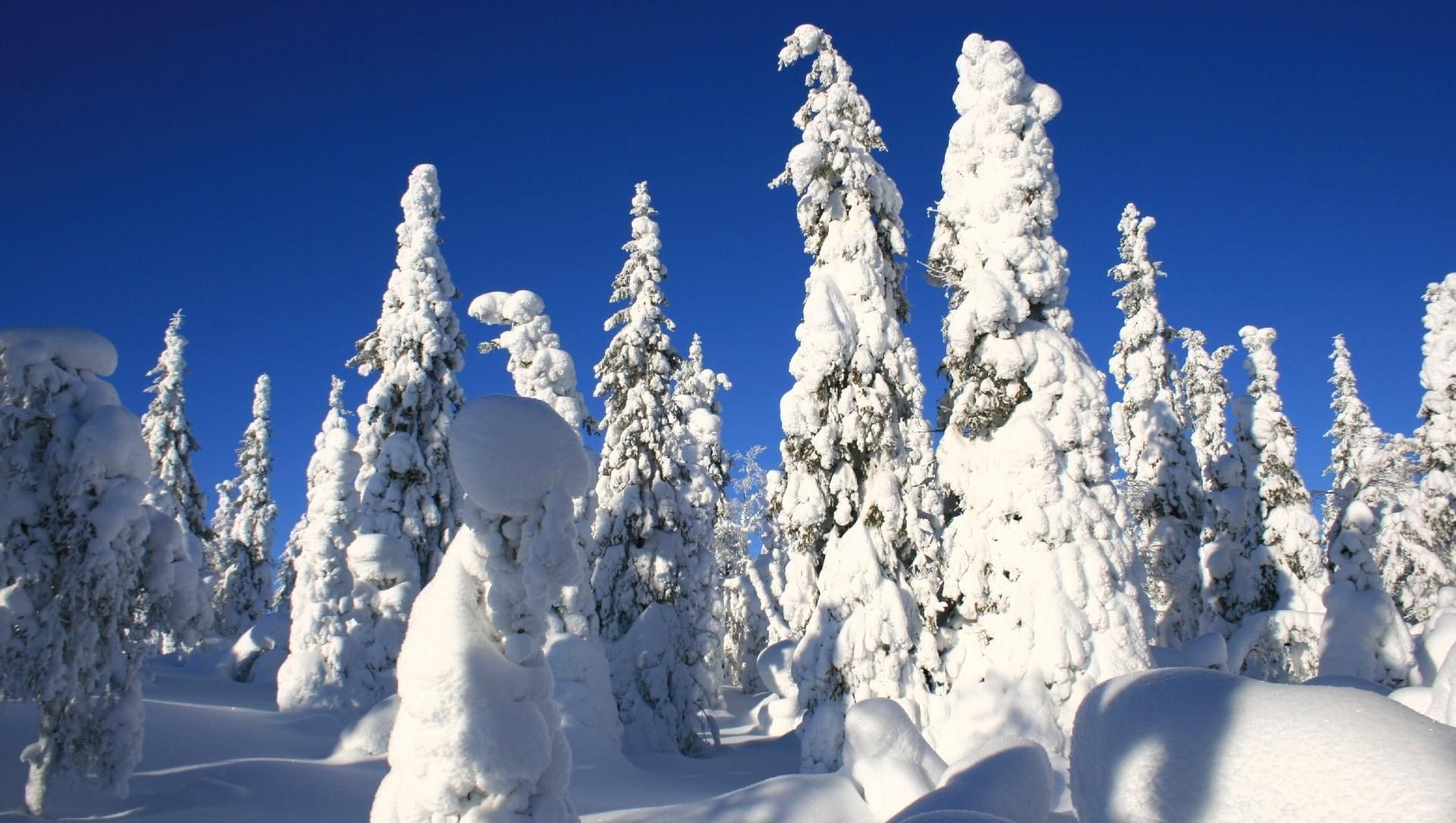 Foresta boreale innevata nella taiga finlandese - Lapponia - Finlandia