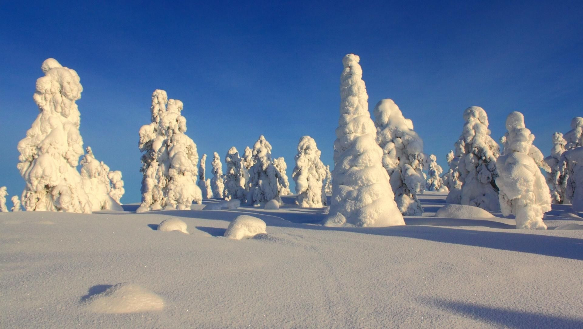 Foresta boreale innevata nella taiga finlandese - Lapponia - Finlandia