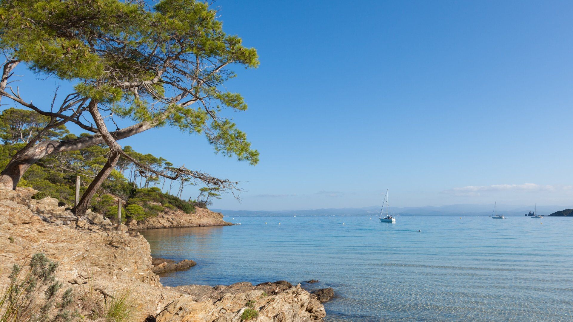 Pino inclinato sopra una cala turchese - isola di Porquerolles - Var - Francia