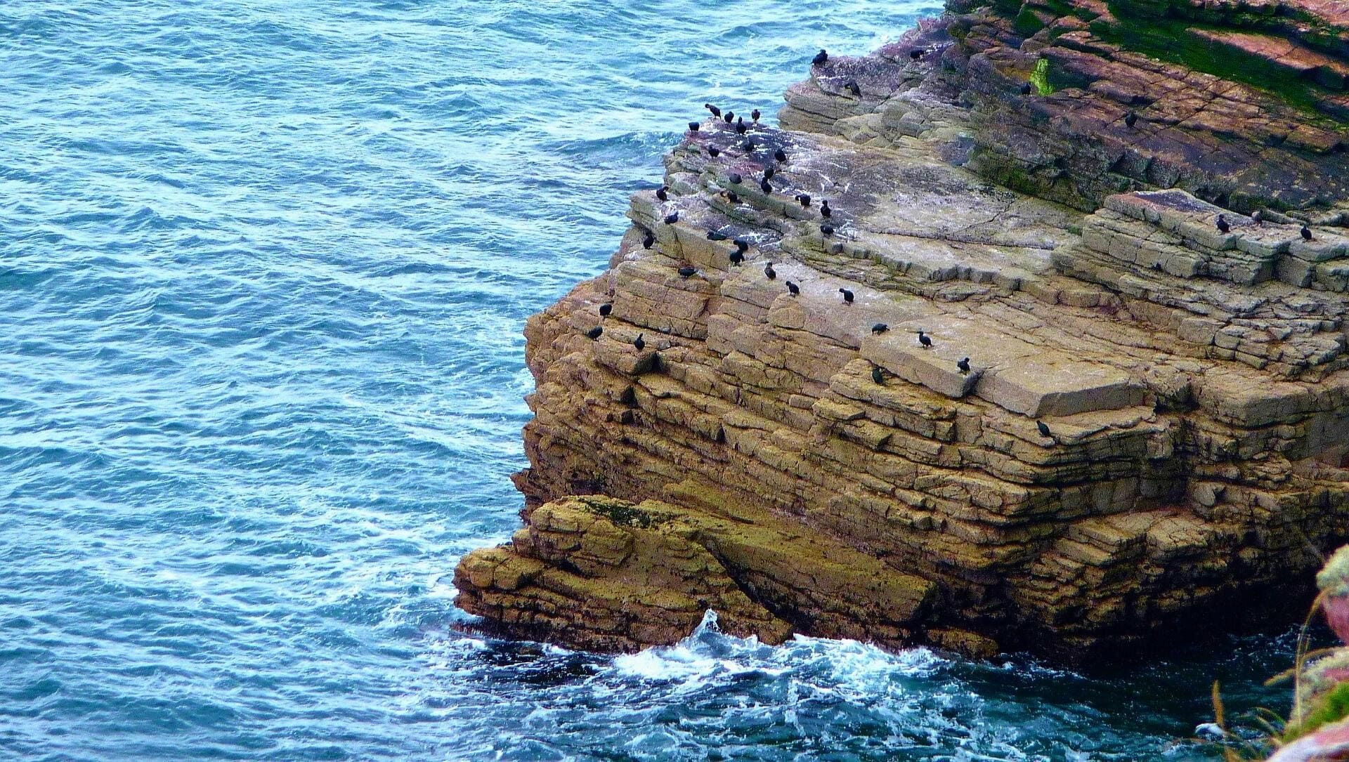 © Adobe Stock Uccelli marini sulle scogliere di Cap Fréhel - Bretagna - Francia