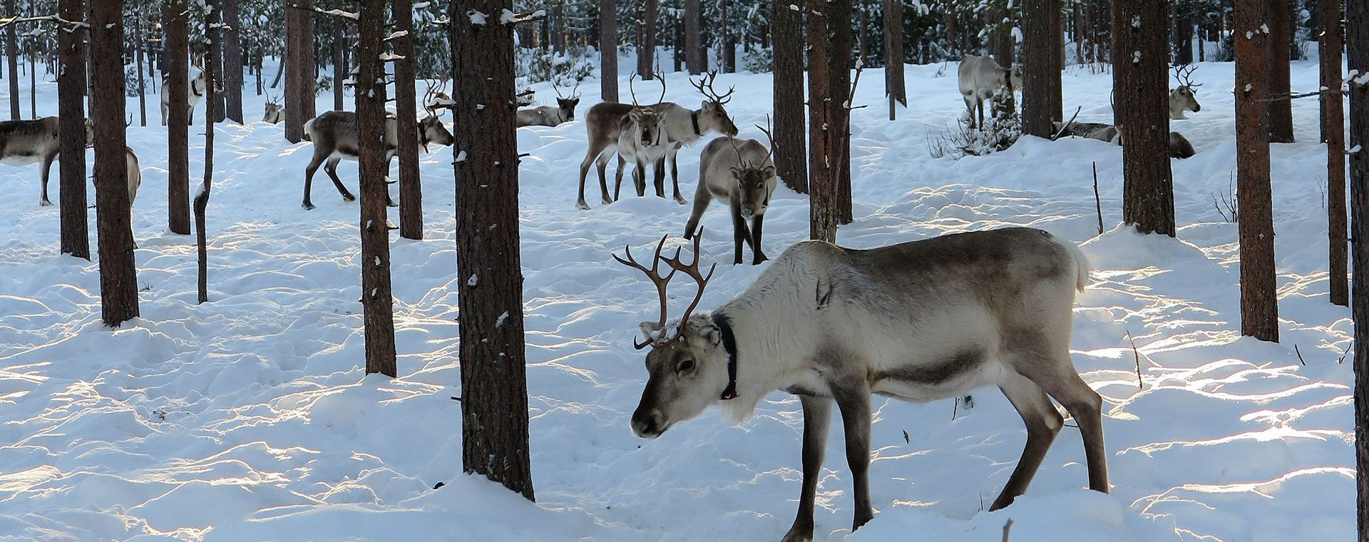 Mandria di renne in una foresta innevata - Lapponia - Finlandia