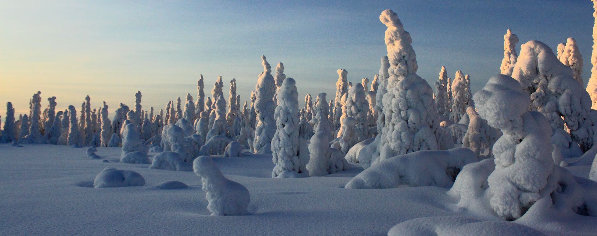 Foresta gelata al crepuscolo - Lapponia settentrionale - Finlandia