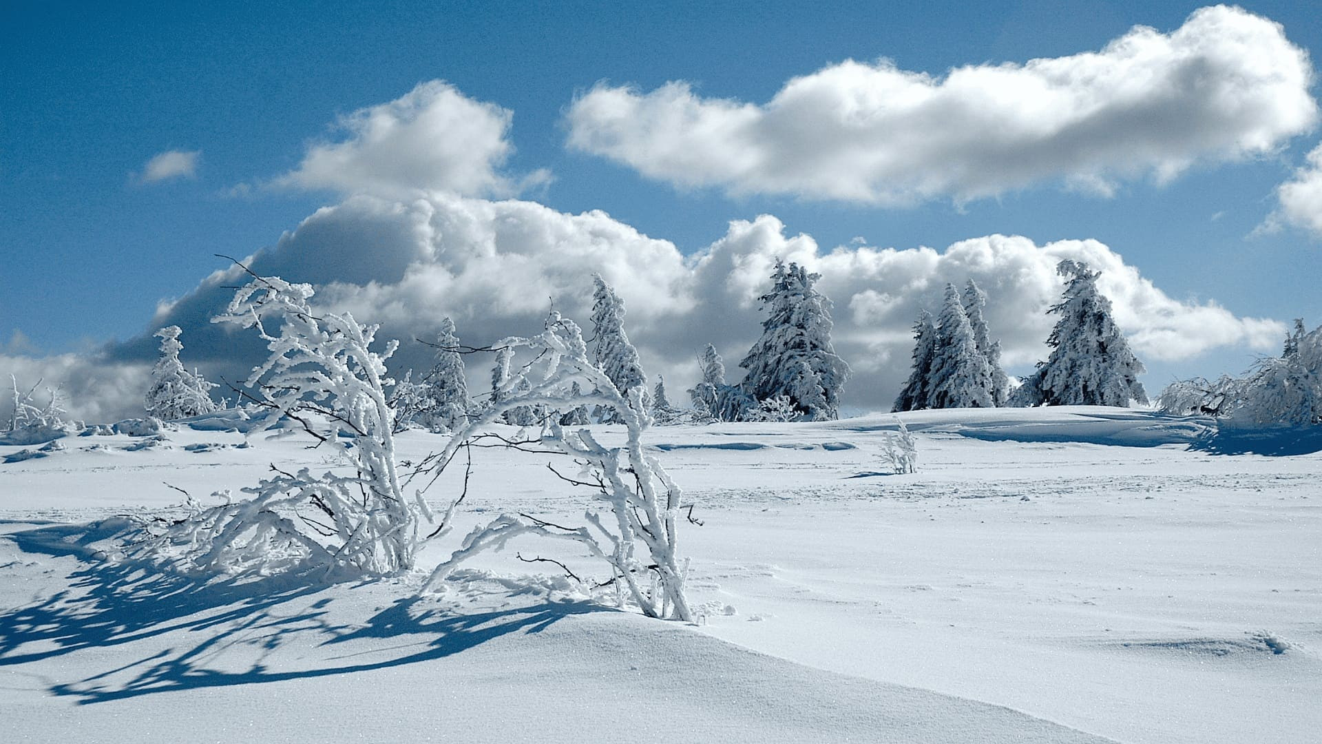 Alberi coperti di brina su un altopiano innevato - Foresta Nera - Germania