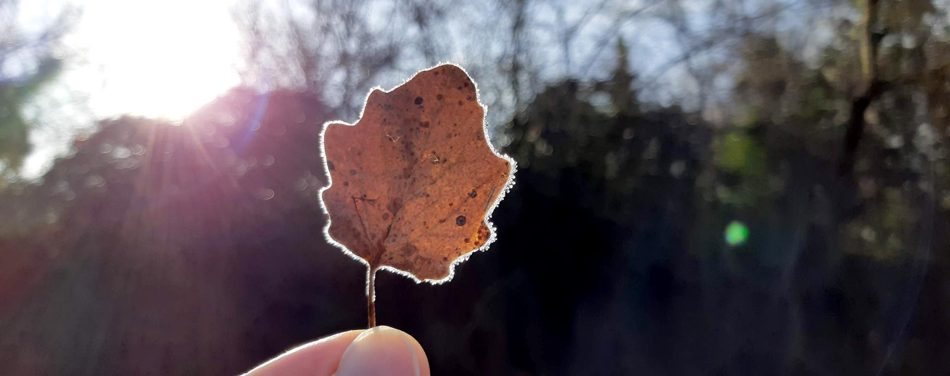 Foglia gelata in controluce in inverno - Luberon - Provenza - Francia