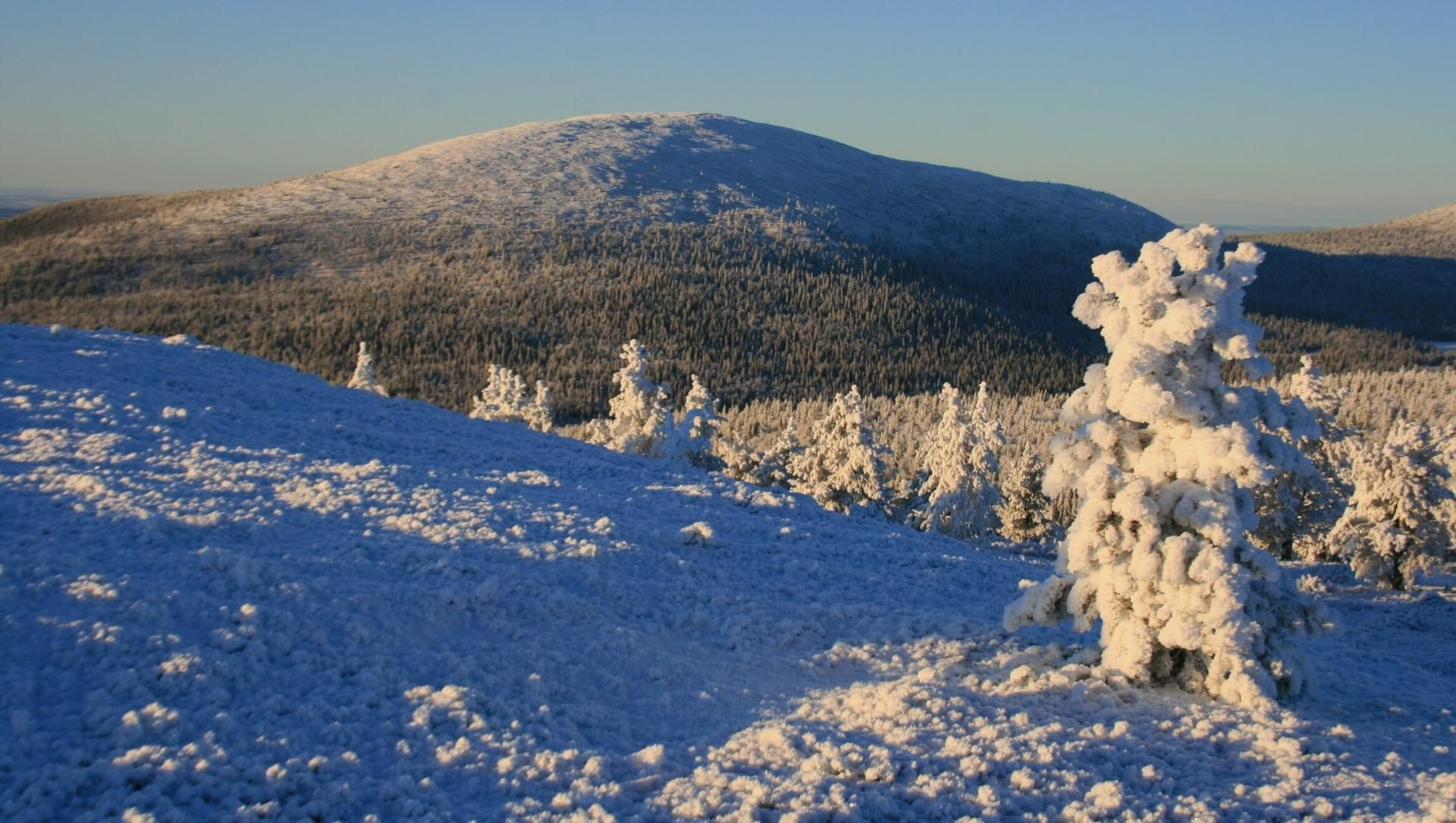 Alberi brinati e collina innevata nella luce bassa - Lapponia