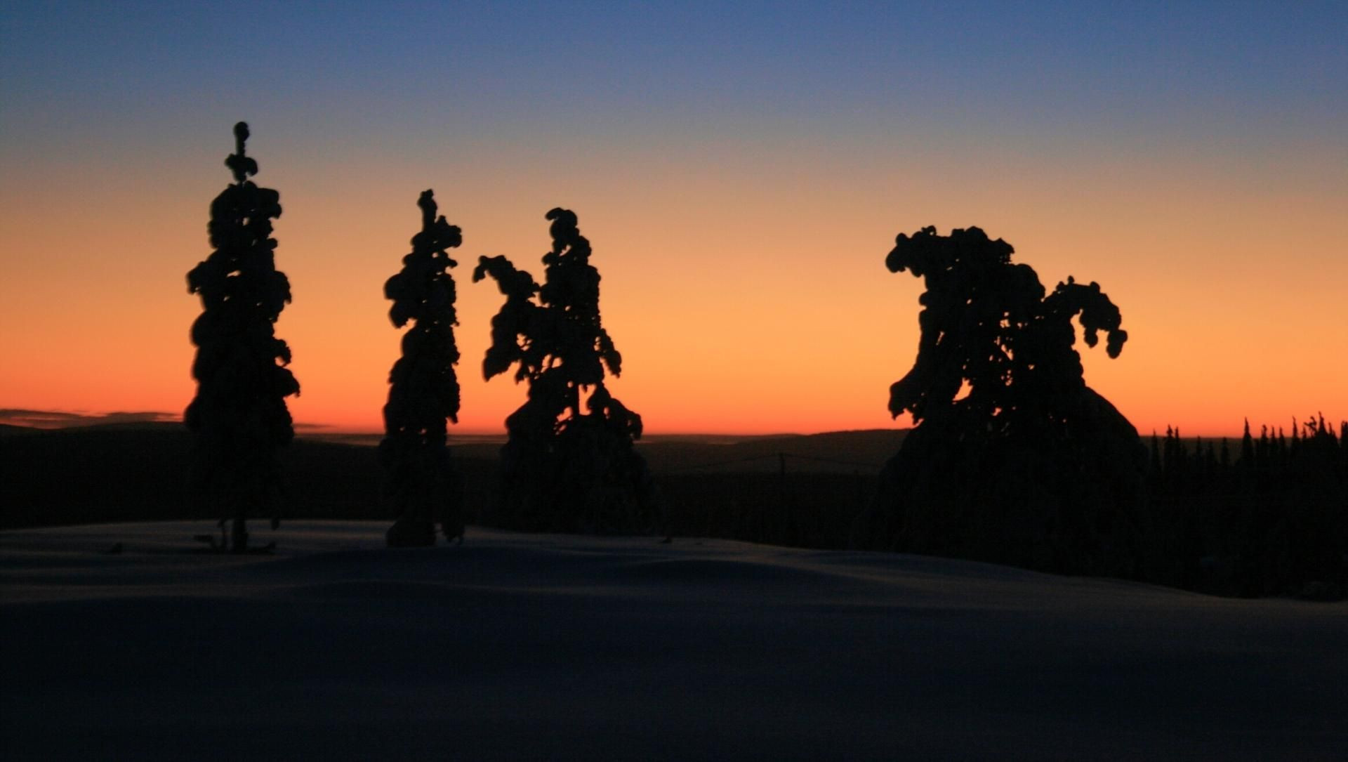 Sagome di alberi gelati nella taiga - Lapponia - Finlandia