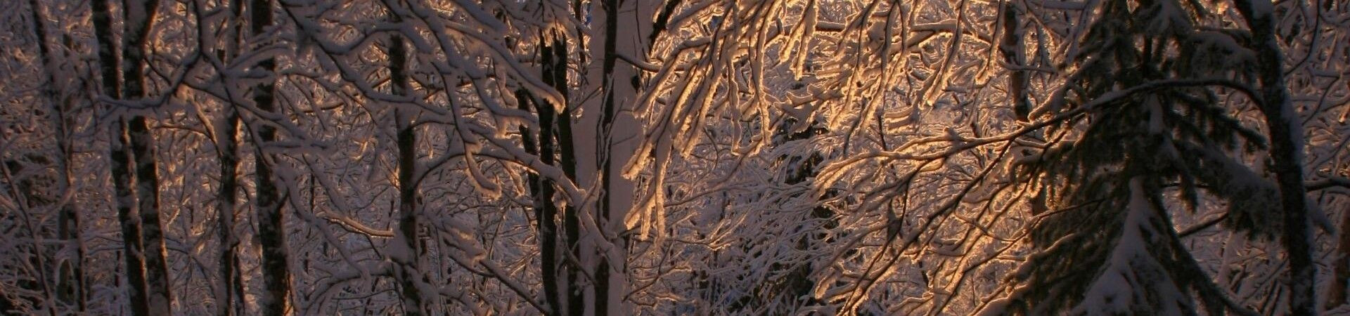 Luce dorata della sera sui rami innevati - foresta - Lapponia