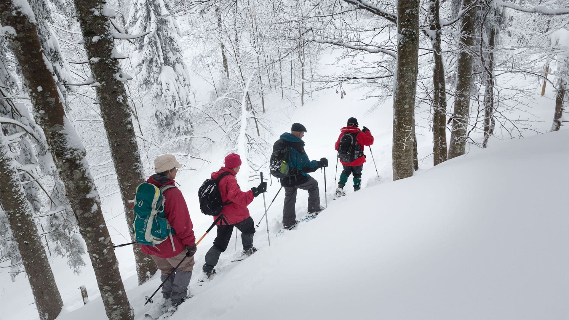 Escursione con le racchette da neve in un bosco innevato - Giura - Francia