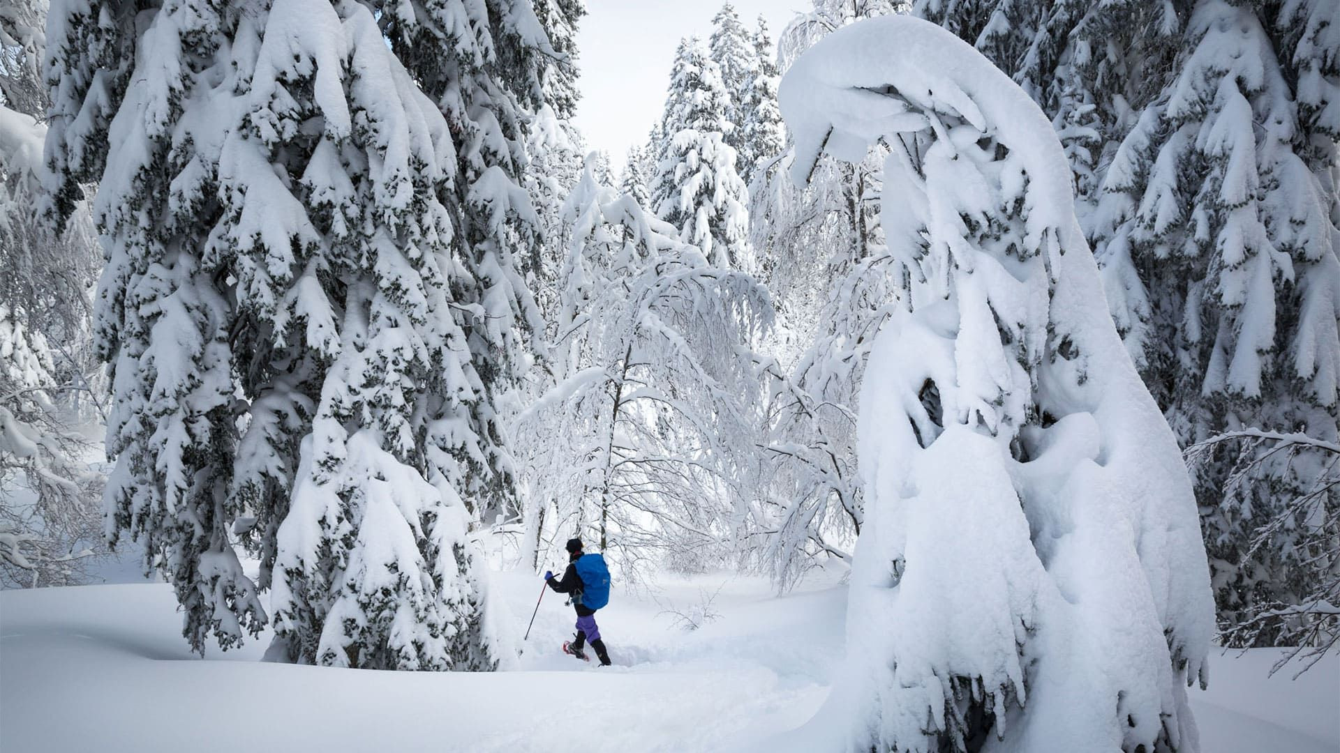 Escursionista con le ciaspole nella foresta innevata - Giura - Francia