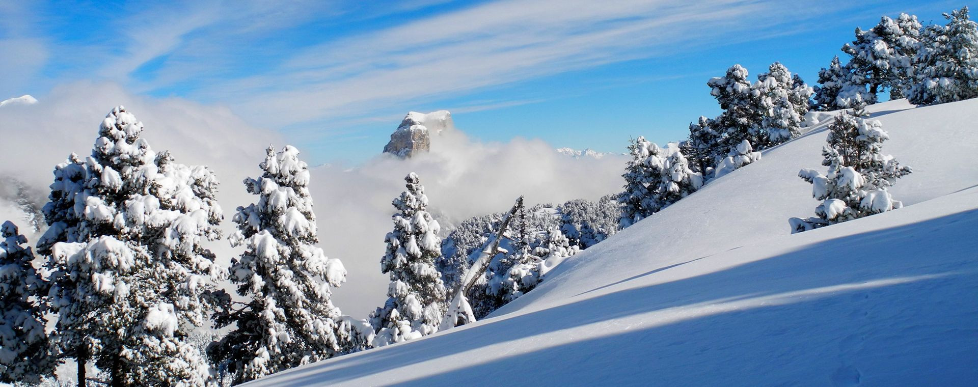 Abeti innevati e Monte Aiguille sotto la neve - Hauts Plateaux du Vercors - Francia