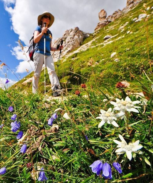 Randonneuse et edelweiss sous les sommets - Dolomites - Italie