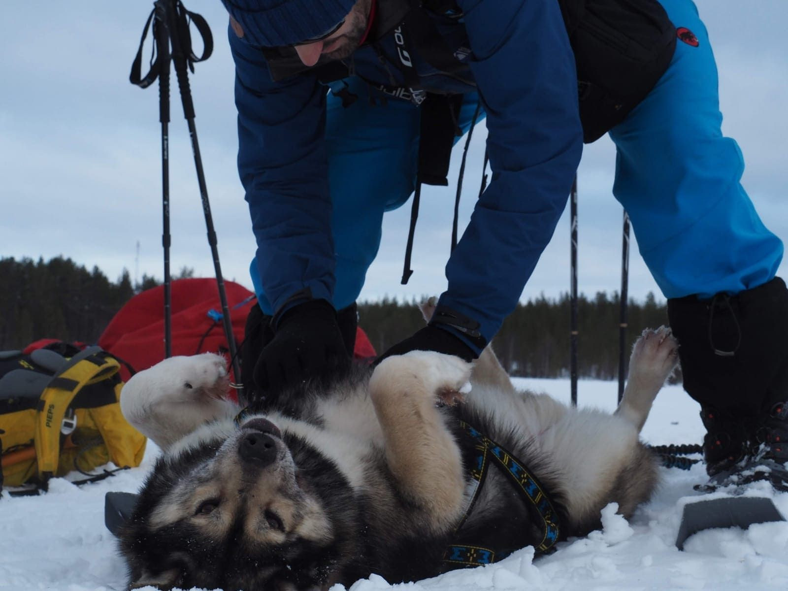 Husky sdraiato sulla neve - Lapponia - Finlandia