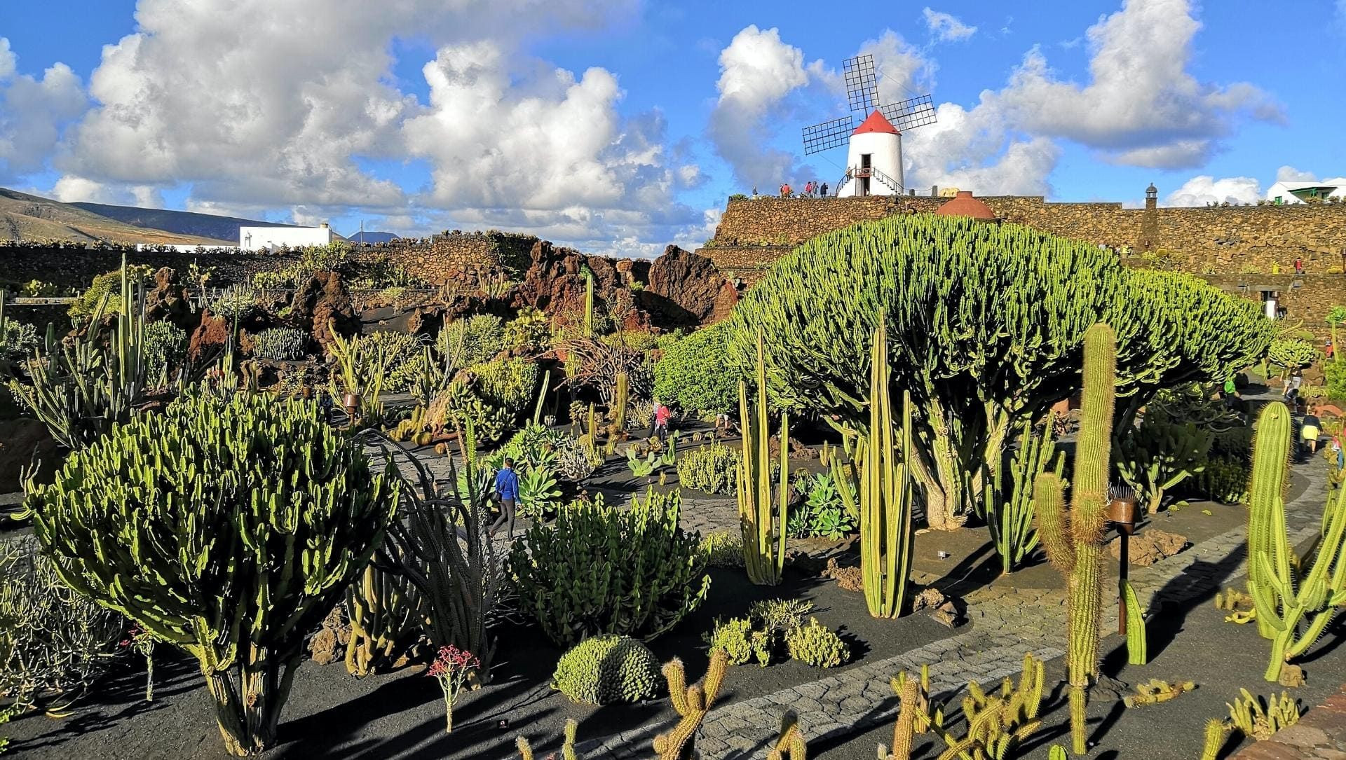 © Antonio Sessa, Unsplash Giardino di cactus e mulino a vento a Teguise - Lanzarote - Spagna
