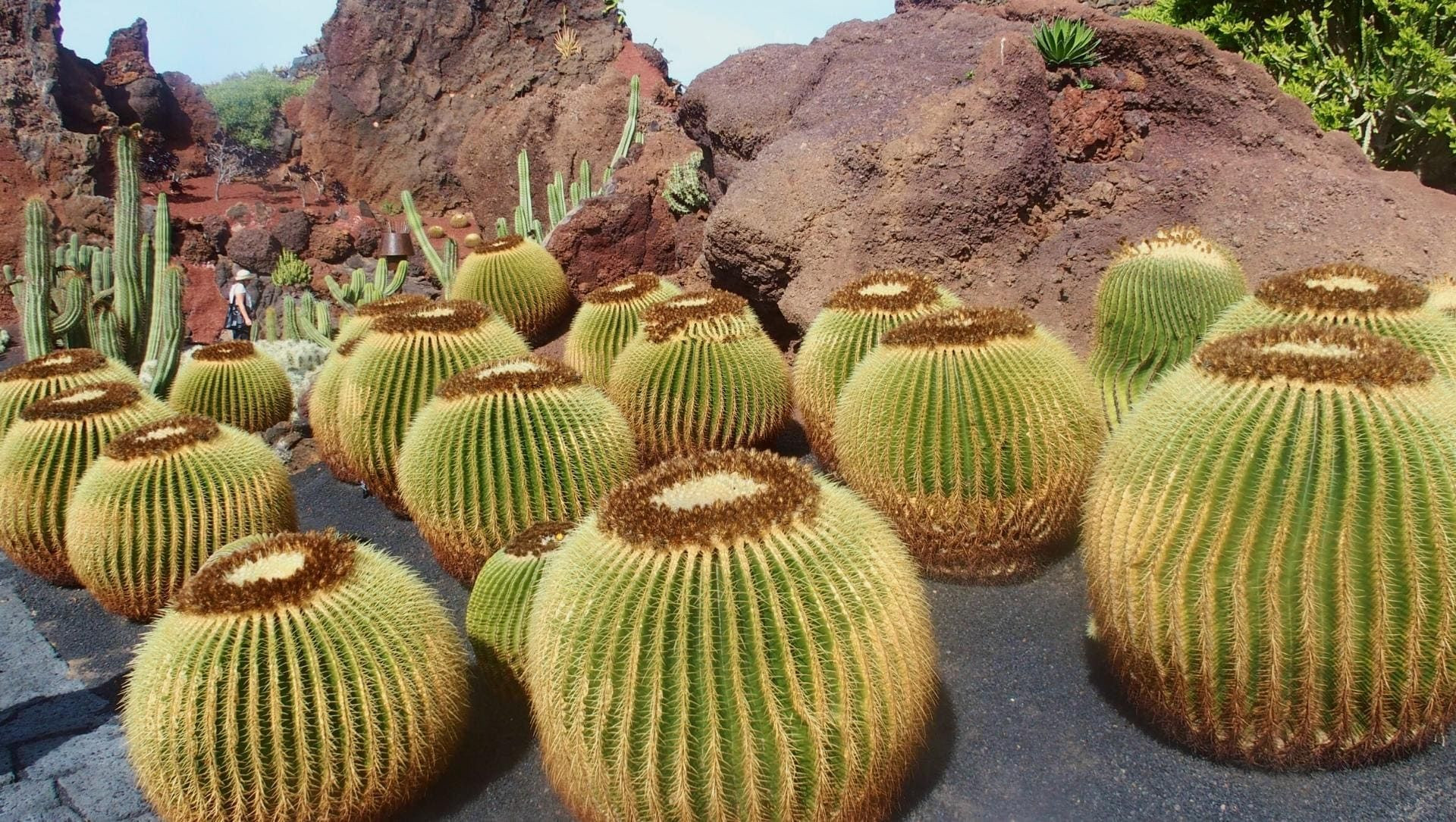 © Jean Claude Cactus del Jardín de Cactus di Teguise - Lanzarote - Spagna