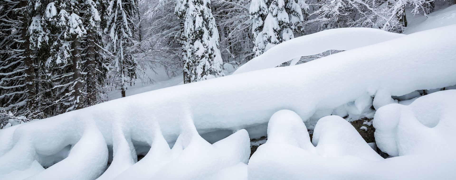 Foresta di abeti innevata in inverno - Giura - Francia