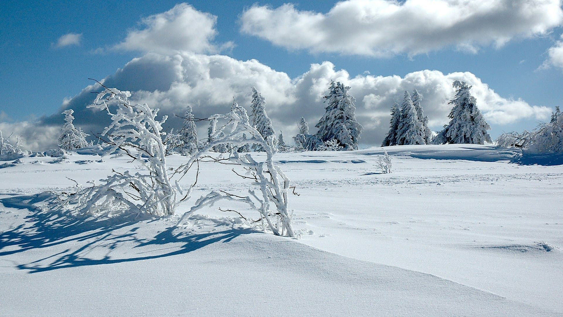 Paesaggio innevato del Gazon du Faing - Vosgi - Francia
